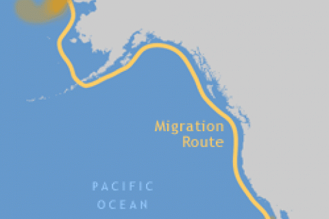 The Whales are heading towards San Diego